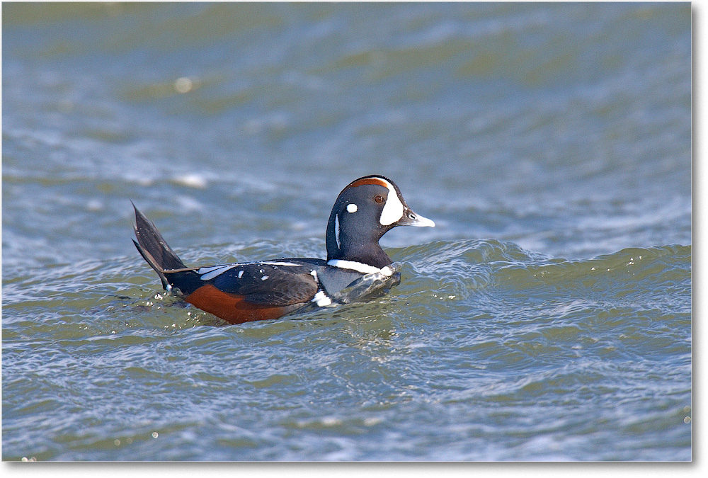 Harlequin-BarnegatLightNJ-2007Jan_E0K0331 copy