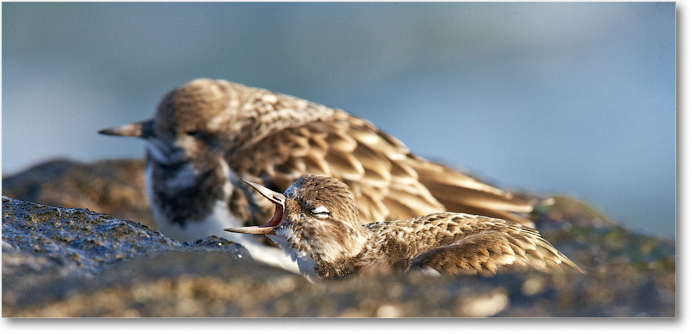RuddyTurnstone-BarnegatLightNJ-2007Jan_E0K0295 copy
