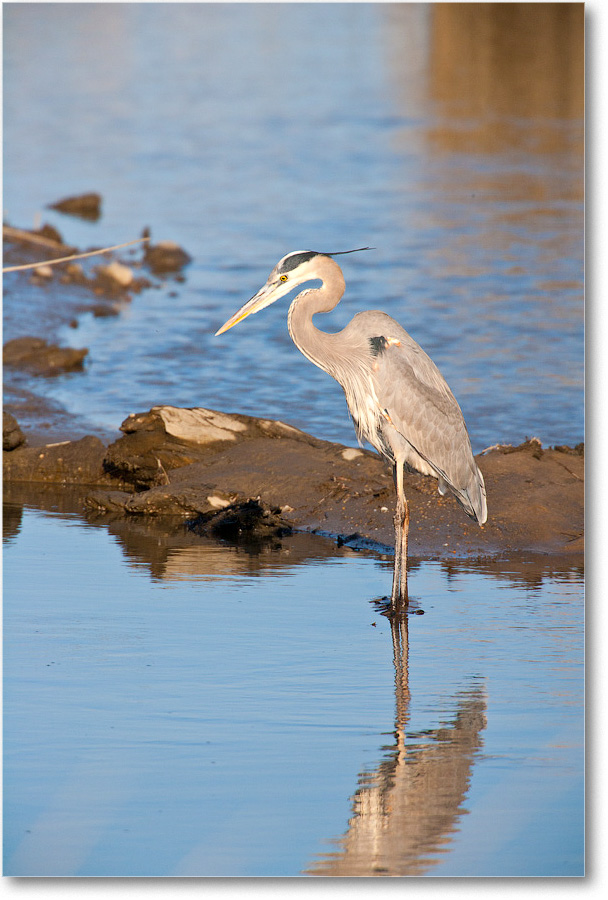 GreatBlueHeron-BombayHookNWR-2004Dec_E0K0054-copy copy