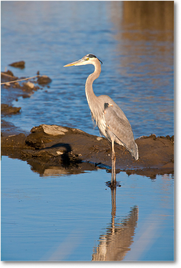 GreatBlueHeron-BombayHookNWR-2004Dec_E0K0055 copy