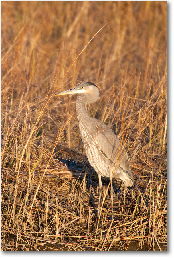 GreatBlueHeron-BombayHookNWR-2004Dec_E0K0089 copy