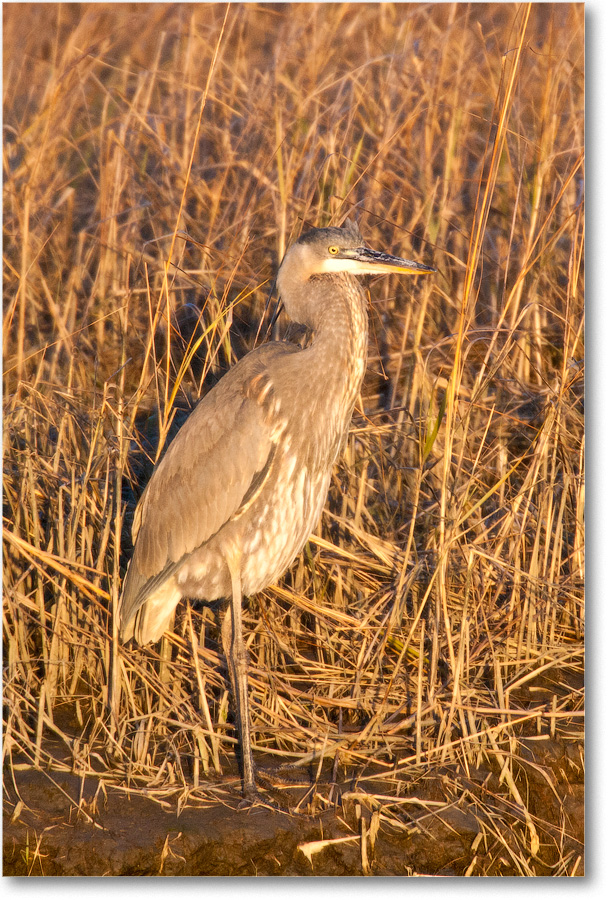 GreatBlueHeron-BombayHookNWR-2004Dec_E0K0117 copy