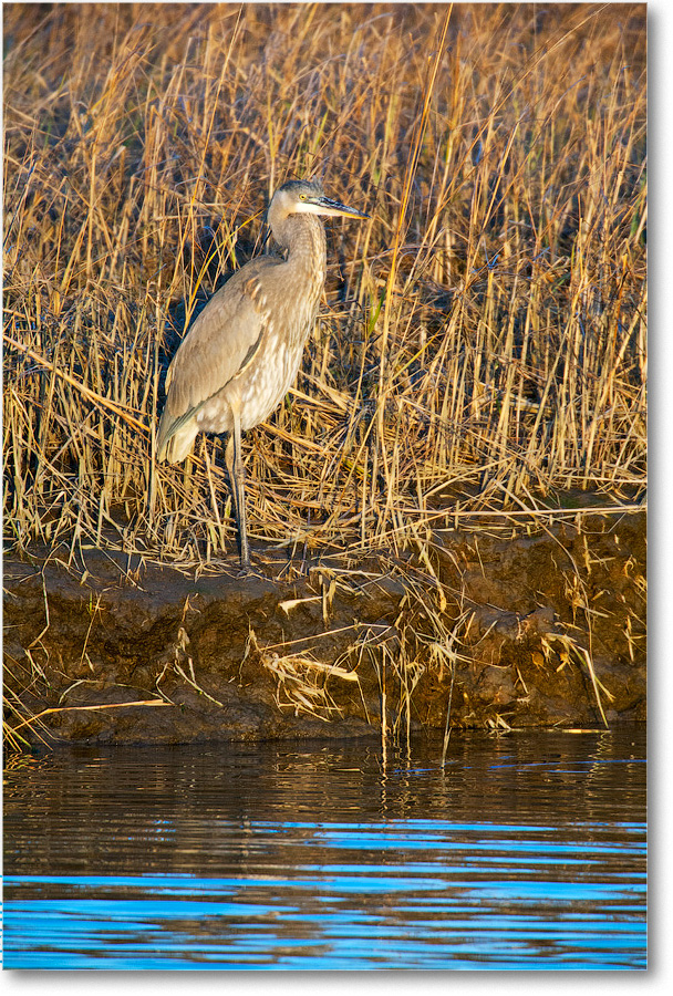 GreatBlueHeron-BombayHookNWR-2004Dec_E0K0119 copy