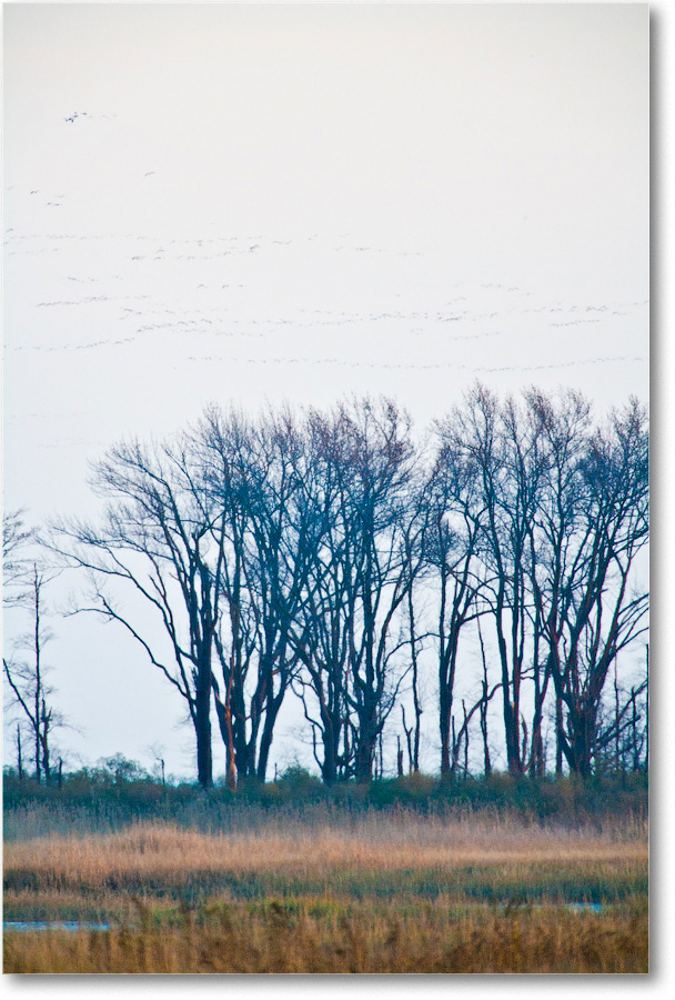 SnowGeese-BombayHookNWR-2004Dec_E0K0127 copy
