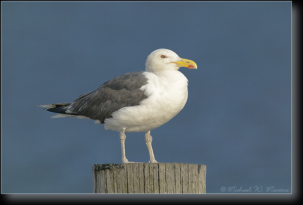 1FFT5453 Gull