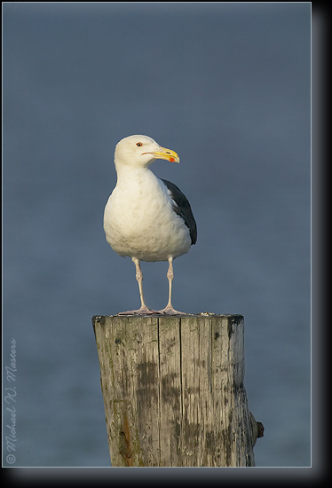 1FFT5458 Gull V