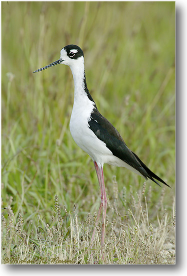 1FFT5478 Stilt 0