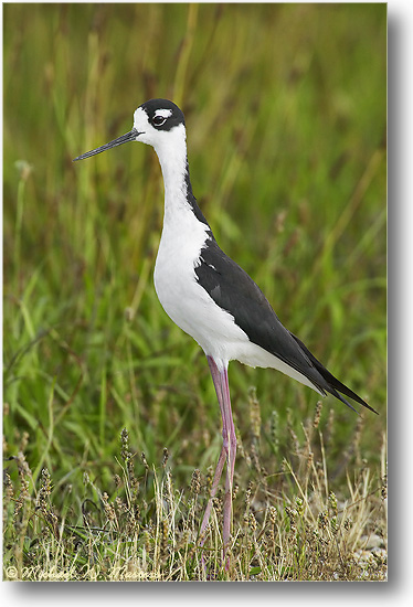 1FFT5478 Stilt