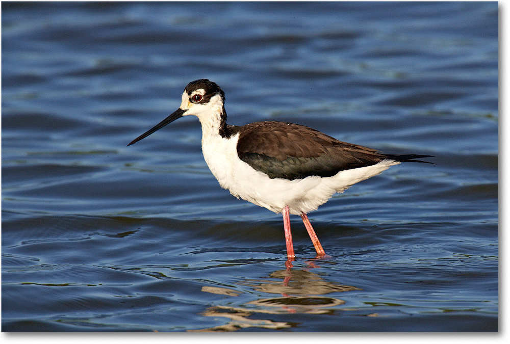 Black-neckedStilt_PortMahonDE_2005May_1Ds2_E0K4010-(DB)