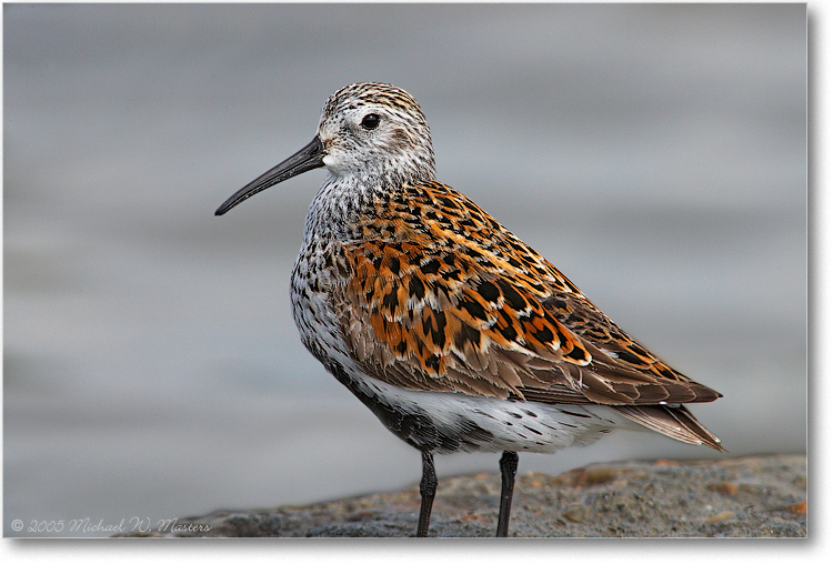 Dunlin_PortMahonDE_2005May_1Ds2_E0K3770
