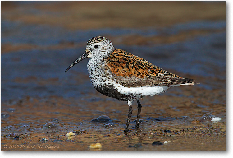 Dunlin_PortMahonDE_2005May_1Ds2_E0K3832