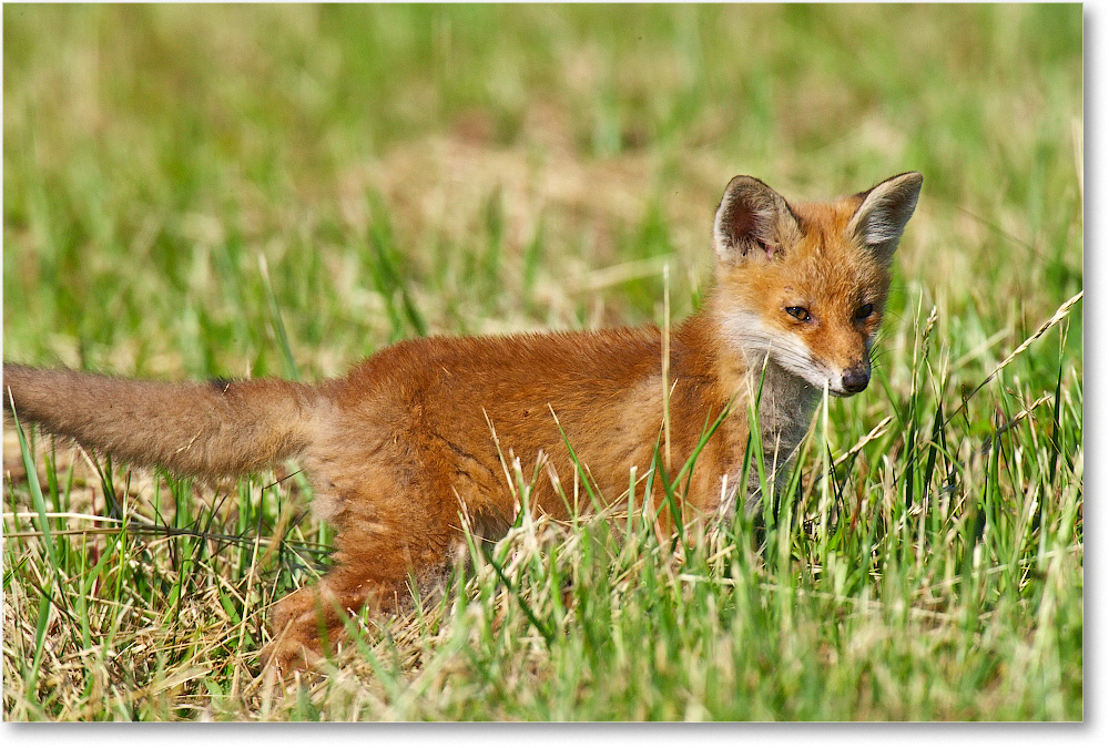 RedFoxJuvenile-BombayHook-2005May_E0K4078 copy