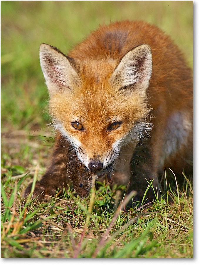 RedFoxJuvenile-BombayHook-2005May_E0K4092 copy