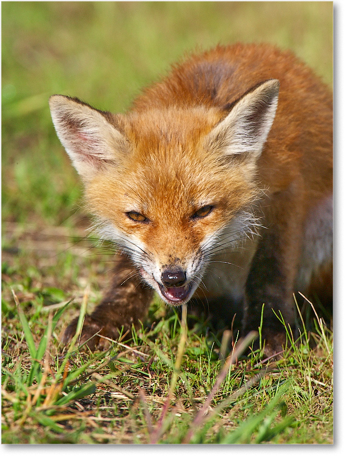 RedFoxJuvenile-BombayHook-2005May_E0K4106 copy