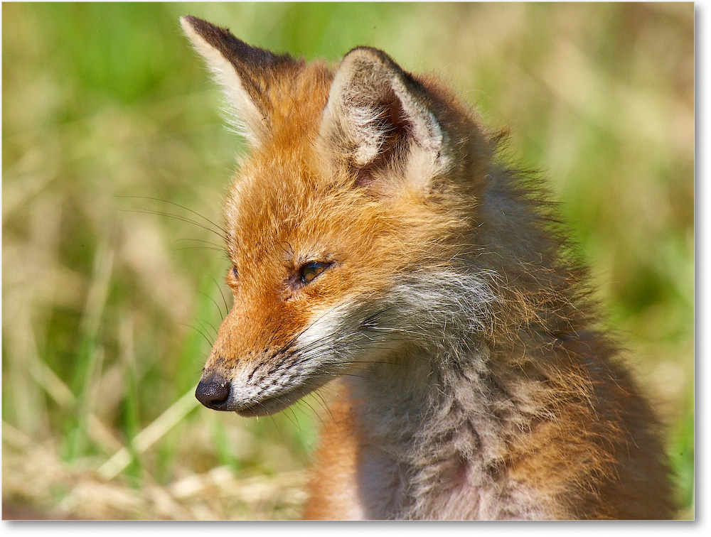 RedFoxJuvenile-BombayHook-2005May_E0K4114 copy