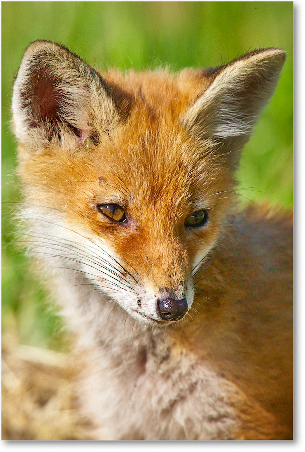 RedFoxJuvenile-BombayHook-2005May_E0K4124 copy