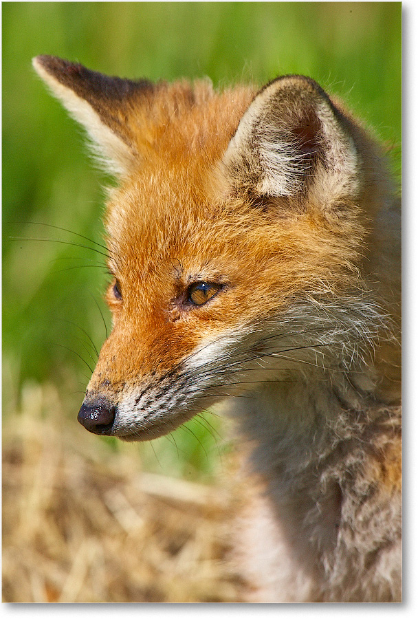 RedFoxJuvenile-BombayHook-2005May_E0K4125 copy
