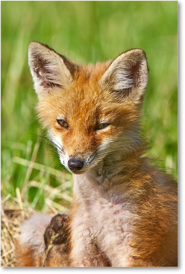 RedFoxJuvenile-BombayHook-2005May_E0K4145 copy