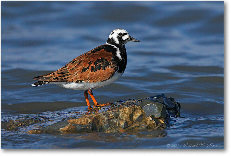 RuddyTurnstone_PortMahonDE_2005May_1Ds2_E0K3861
