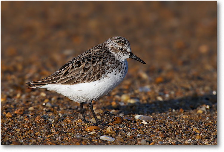 SemiPalmatedSandpiper_PortMahonDE_2005May_1Ds2_E0K3960 (DB)