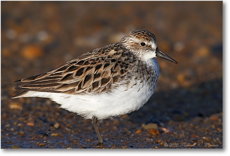 SemiPalmatedSandpiper_PortMahonDE_2005May_1Ds2_E0K4010 (DB)