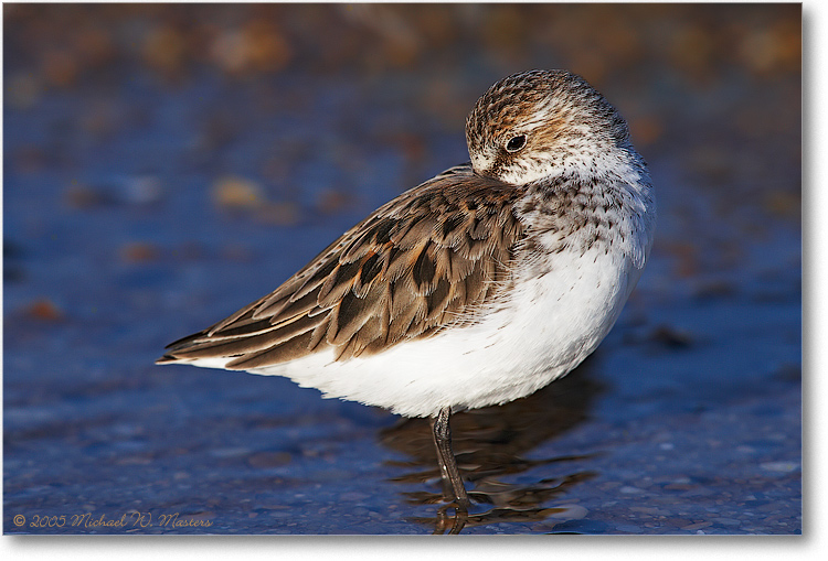 SemiPalmatedSandpiper_PortMahonDE_2005May_1Ds2_E0K4033