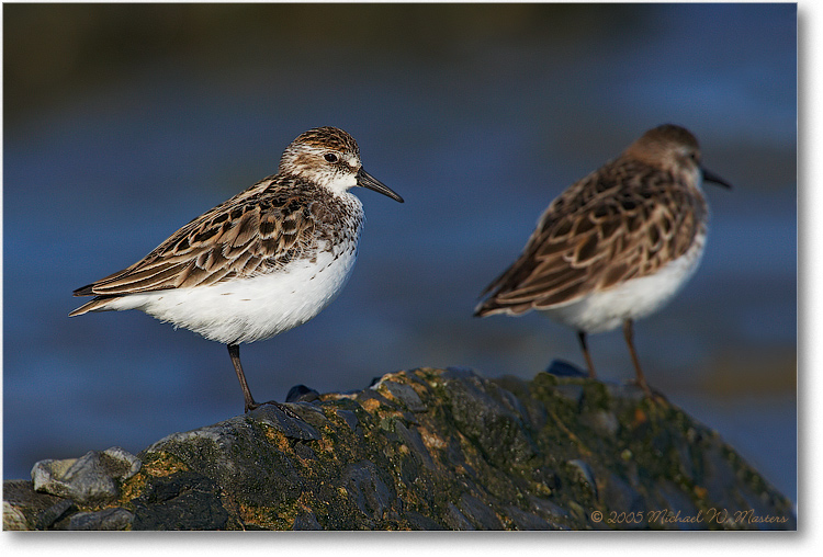SemiPalmatedSandpipers_PortMahonDE_2005May_1Ds2_E0K3942 (CE)
