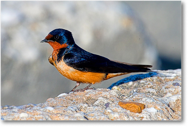 BarnSwallow_PortMahon_2006May_E0K0250