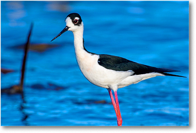 BlackNeckedStilt_PortMahon_2006May_E0K0323