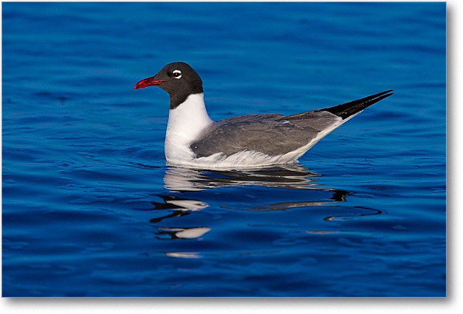 LaughingGull_PortMahon_2006May_E0K0363