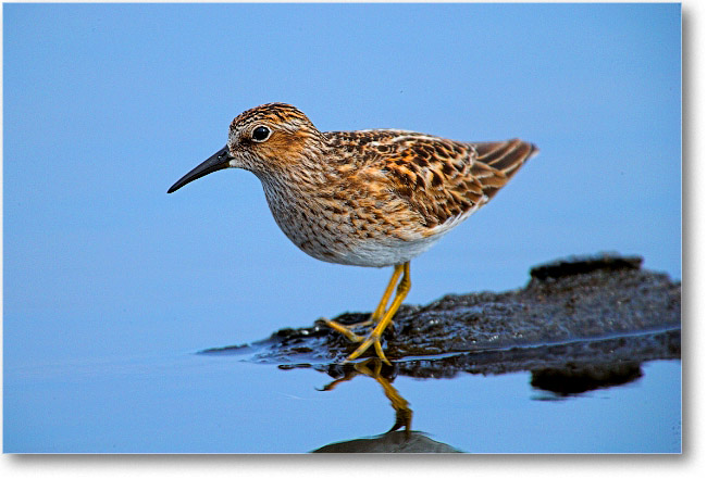 LeastSandpiper_BombayHook_2006May_E0K0561
