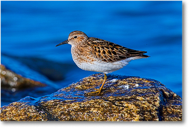 LeastSandpiper_PortMahon_2006May_E0K0279