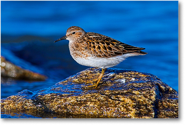 LeastSandpiper_PortMahon_2006May_E0K0296