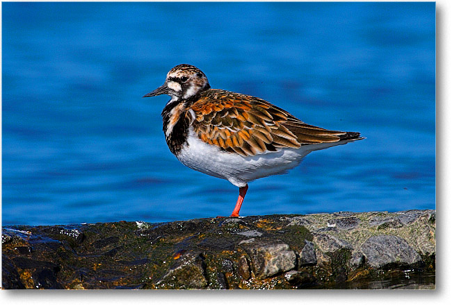 RuddyTurnstone_PortMahon_2006May_E0K9864