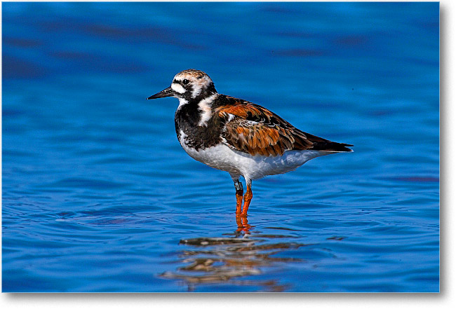 RuddyTurnstone_PortMahon_2006May_E0K9884
