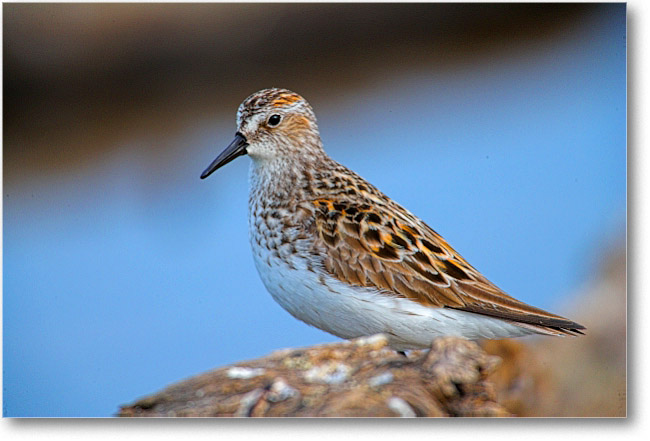 SemiPalmatedSandpiper_PortMahon_2006May_E0K0414