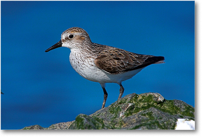 SemiPalmatedSandpiper_PortMahon_2006May_E0K9995