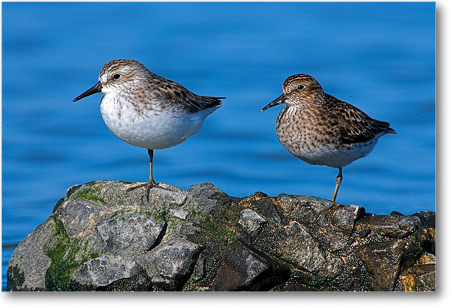 SemiPalmatedSandpipers_PortMahon_2006May_E0K9965
