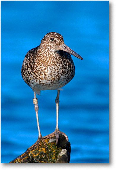Willet_PortMahon_2006May_E0K0016