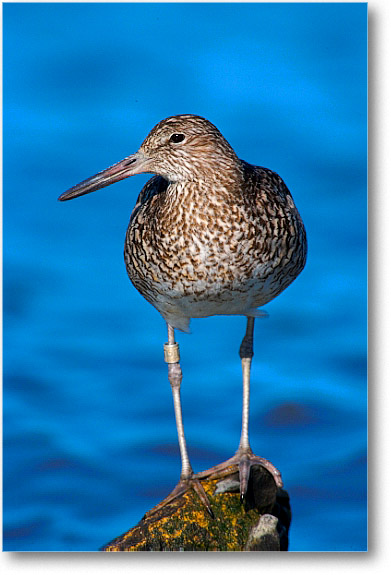 Willet_PortMahon_2006May_E0K0024
