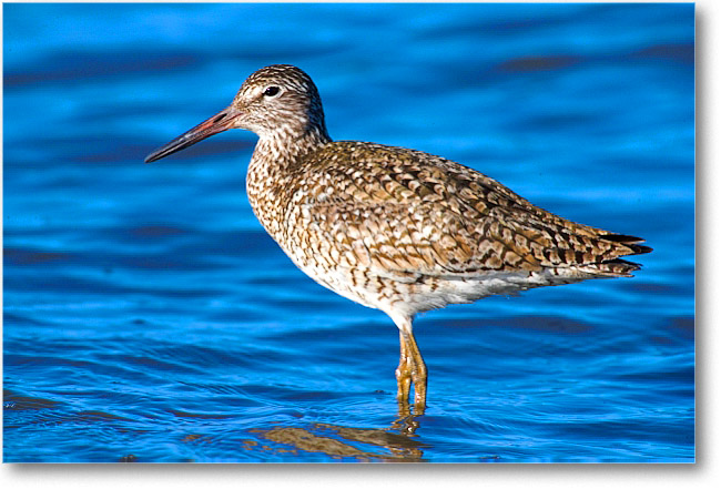 Willet_PortMahon_2006May_E0K0218