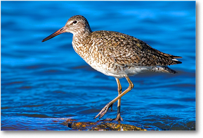 Willet_PortMahon_2006May_E0K0245