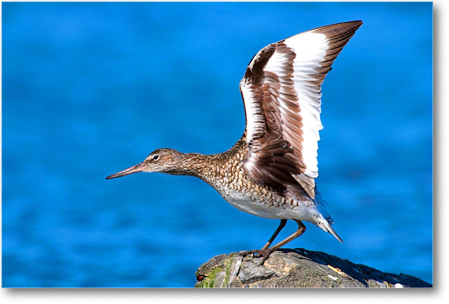 Willet_PortMahon_2006May_E0K9845
