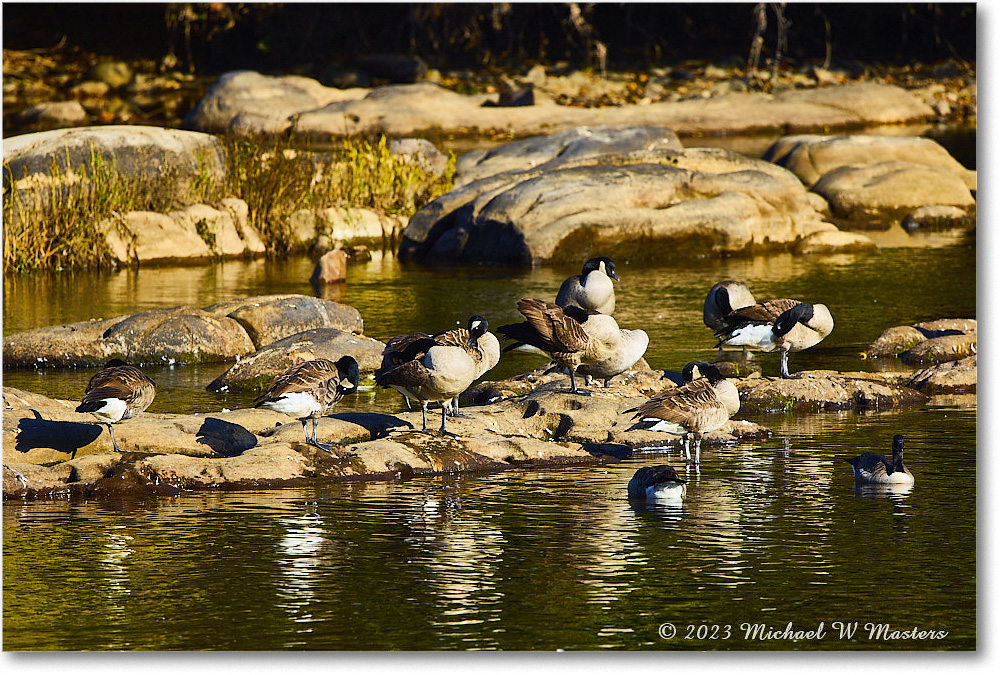 CanadaGeese_RappahannockRiver_2023Oct_R5A21525 copy