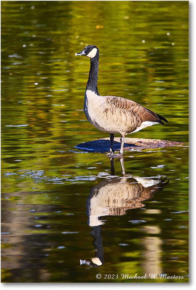 CanadaGoose_RappahannockRiver_2023Oct_R5A21537 copy