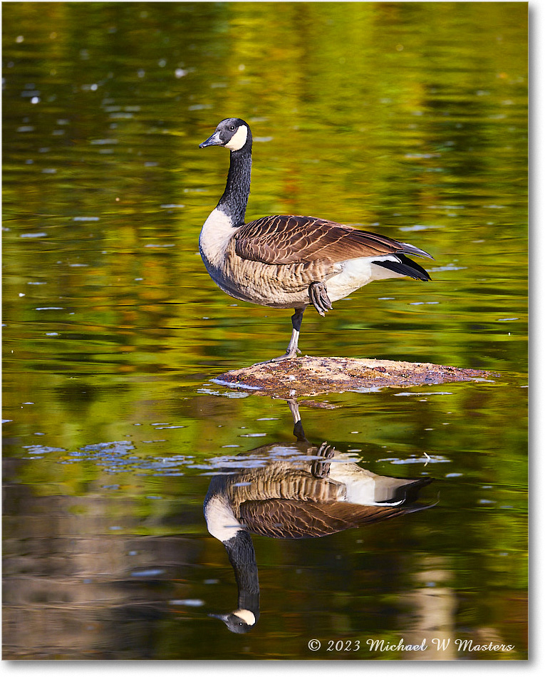 CanadaGoose_RappahannockRiver_2023Oct_R5A21555 copy