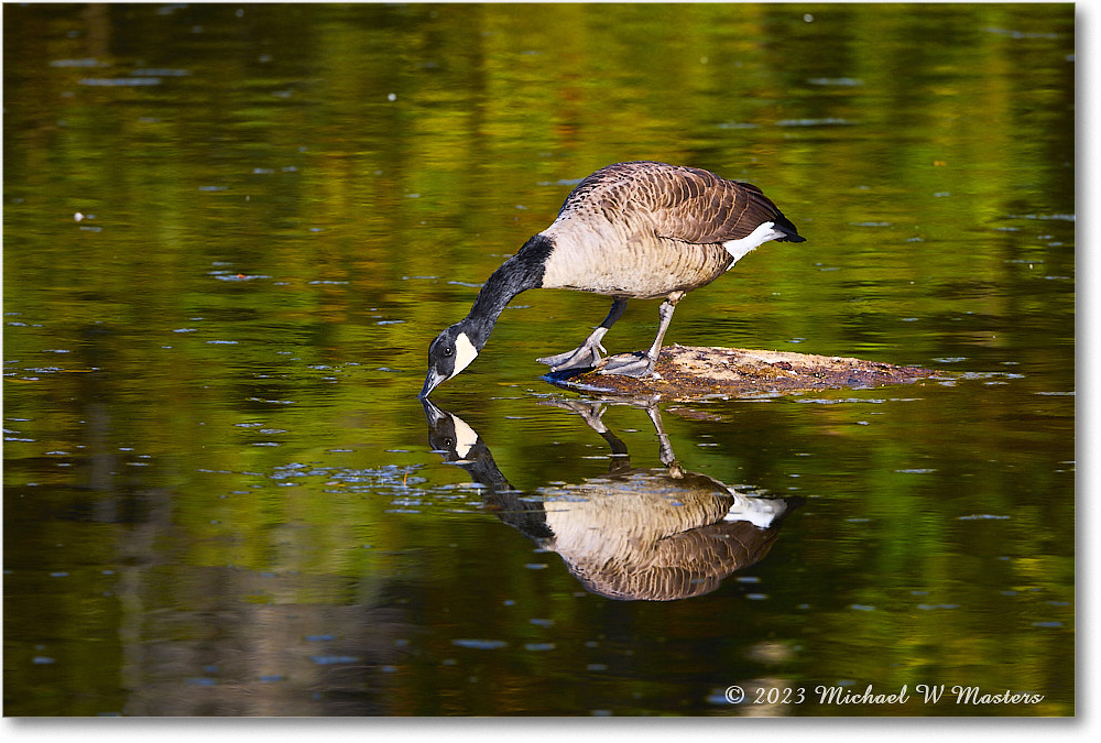 CanadaGoose_RappahannockRiver_2023Oct_R5A21599 copy