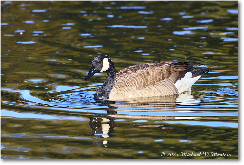 CanadaGoose_RappahannockRiver_2023Oct_R5A21795 copy