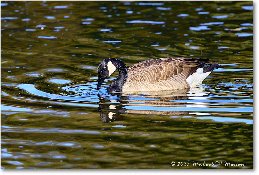 CanadaGoose_RappahannockRiver_2023Oct_R5A21797 copy