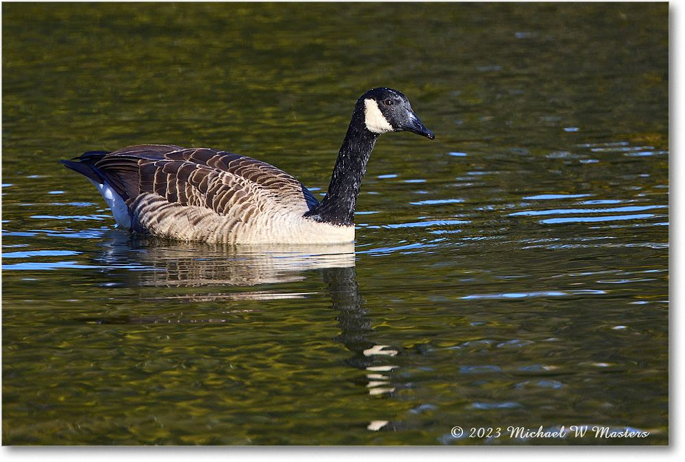 CanadaGoose_RappahannockRiver_2023Oct_R5A21807 copy